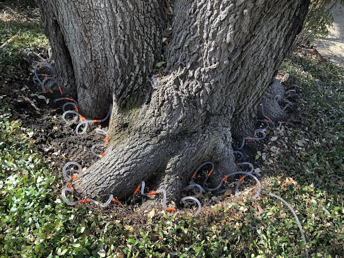 Detailed Tree Cabling and Bracing job site in Grand Forks