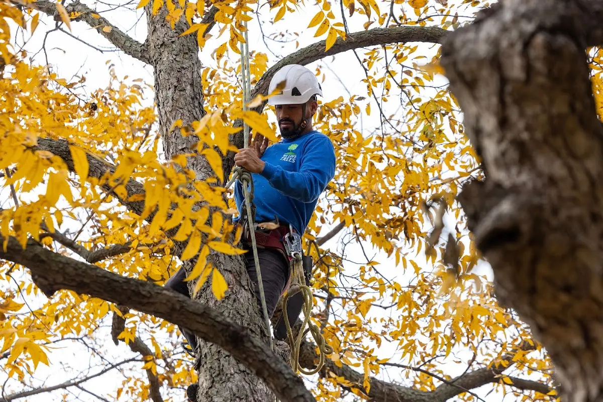 Skilled Tree Planing crew working in Grand Forks